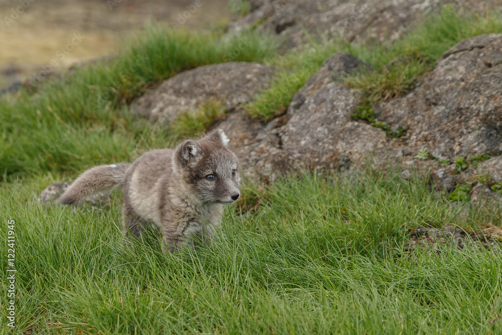 Playful Arctic fox cub in the mountains of Iceland