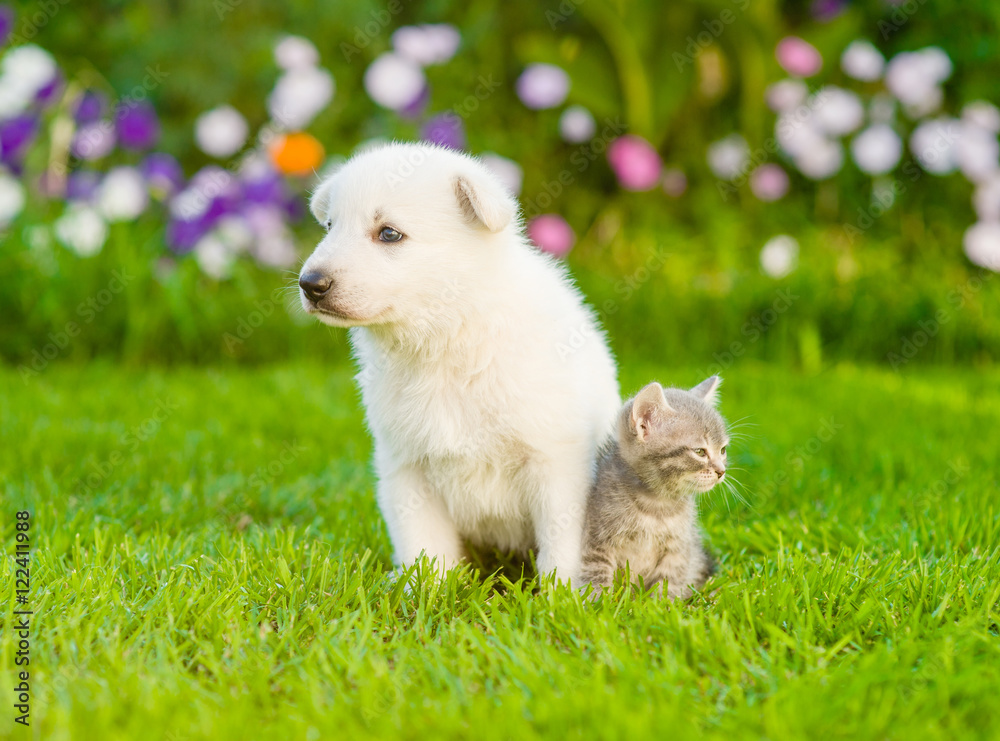 White Swiss Shepherd`s puppy and kitten looking in different directions on green grass. White Swiss Shepherd`s puppy and kitten looking in different directions on green grass.