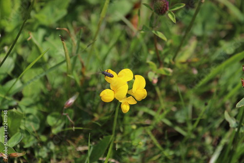 Macro of yellow wildflower with beetle