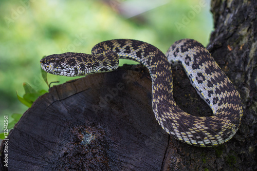Close up of Mangrove Pitviper snake photo
