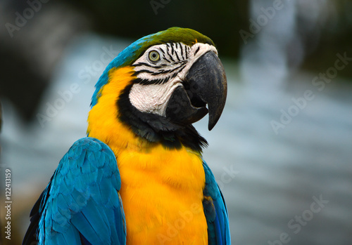 Macaw bird