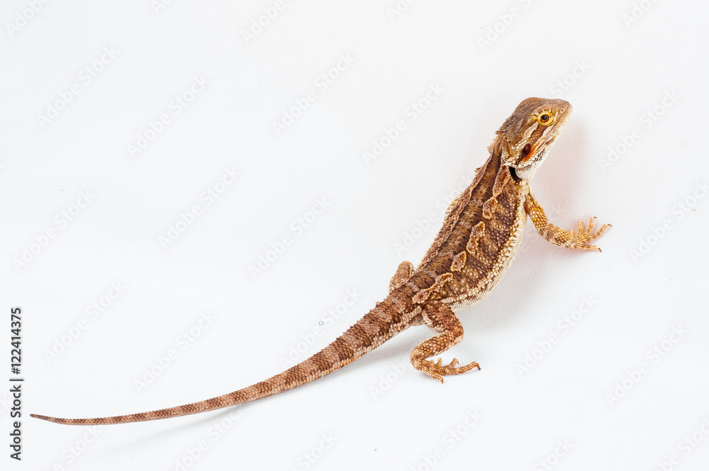 Fototapeta premium one agama bearded on white background.reptile close-up.