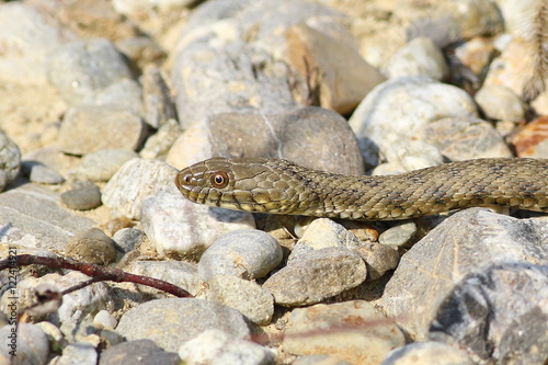 Dice snake  Natrix tessellata 