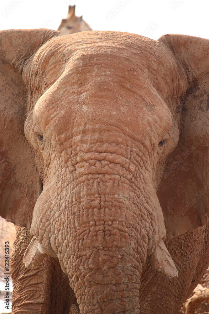Elephant in Namibia - animal in the african desert Elephant in Namibia - animal in the african desert