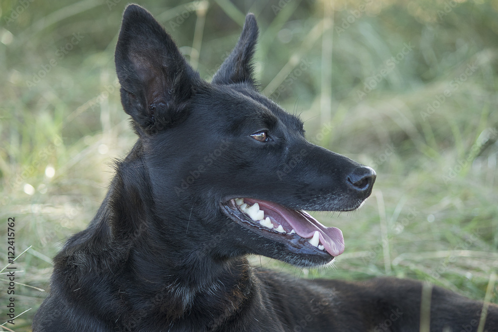 black dog (portrait of a dog)