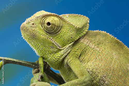 Chameleon close up