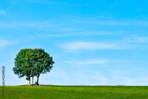 Bäume auf einer Wiese vor blauem Himmel 