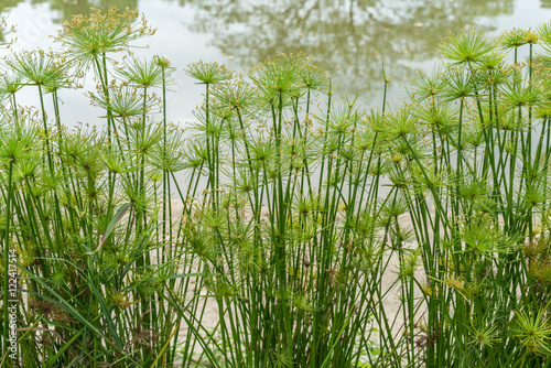 Green Cyperus plants photo