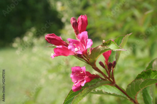 fiori rosa di cespuglio di Weigelia
