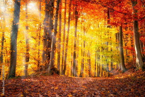 Wald im Herbst mit Sonnenlicht
