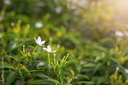 white flower and green tree in the morning warm light. © virojt