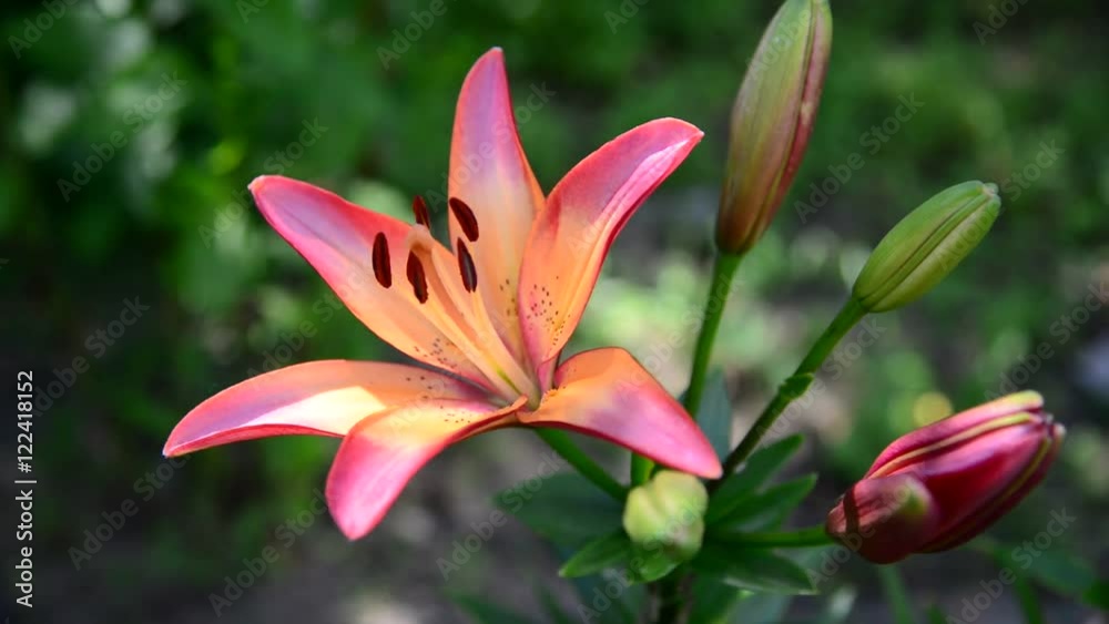 Beautiful pink lilies on flowerbed Beautiful pink lilies on flowerbed