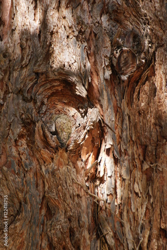 tronc sequoia