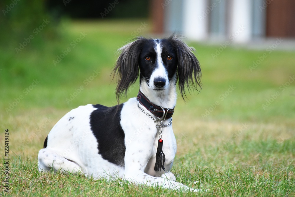 Saluki liegt und schaut aufmerksam Saluki liegt und schaut aufmerksam