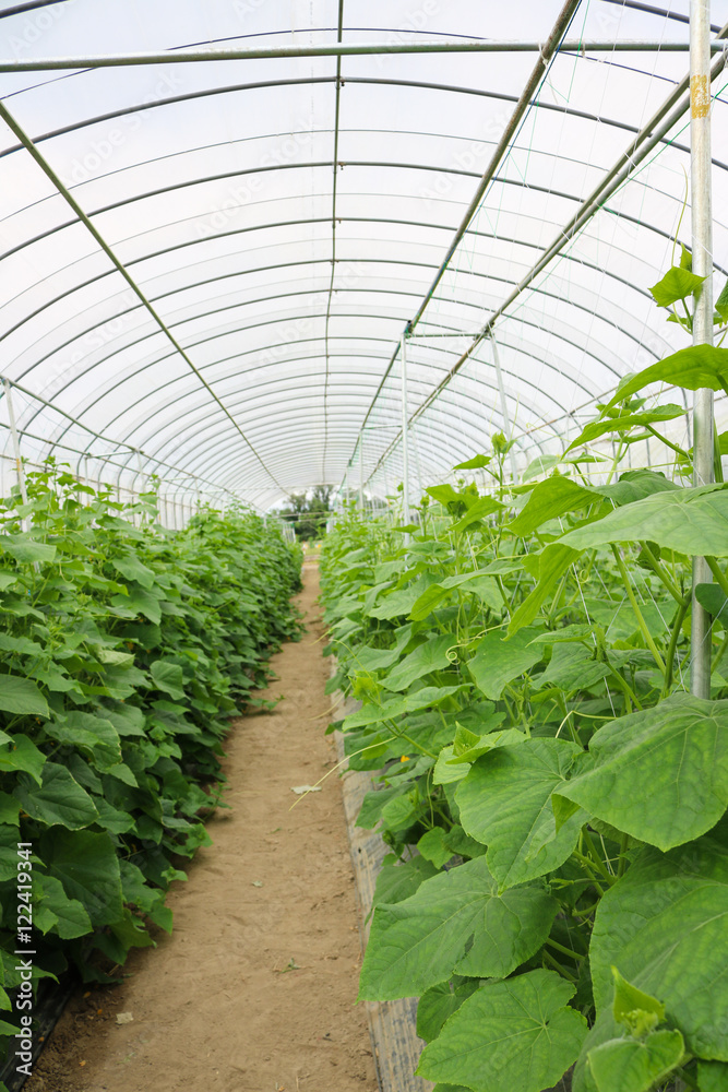 Cucumber plant growing inside greenhouse in farm. Cucumber plant growing inside greenhouse in farm.