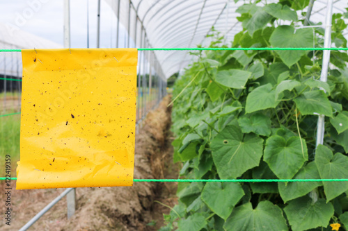 Yellow insect glue trap cucumber plant in greenhouse agriculture