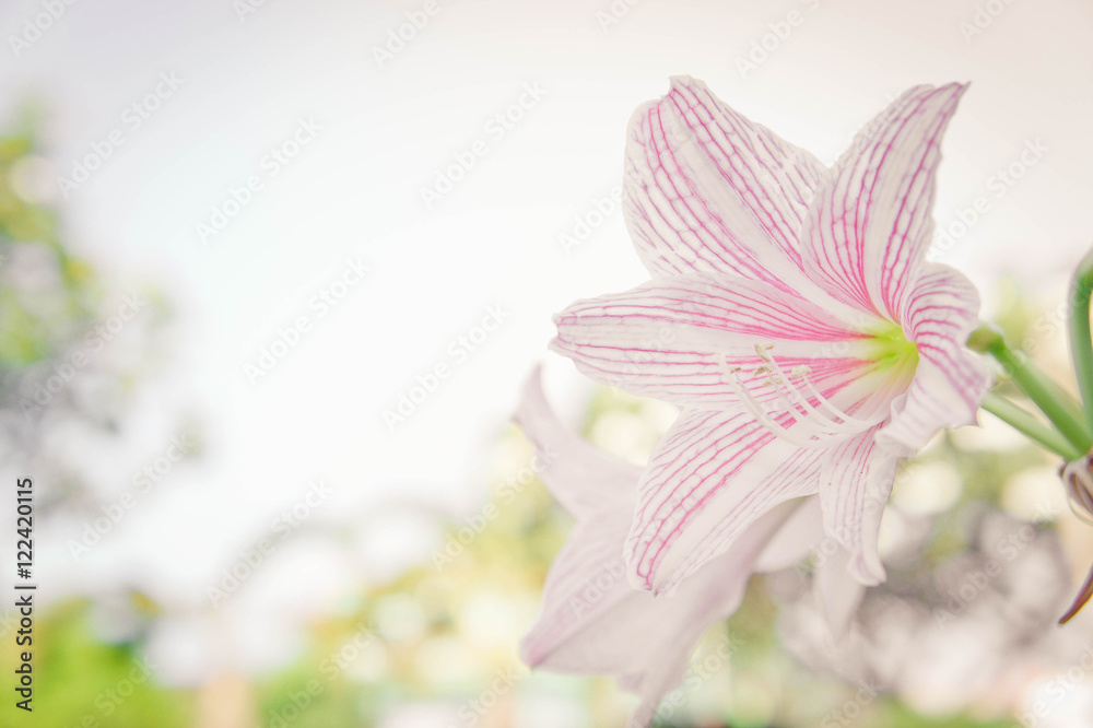 abstract flower background, flower Fresh color in morning