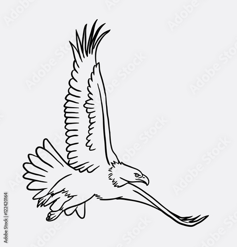 Fototapeta Naklejka Na Ścianę i Meble -  Eagle bird  flying sketch, Good use for symbol, logo, web icon, mascot,    