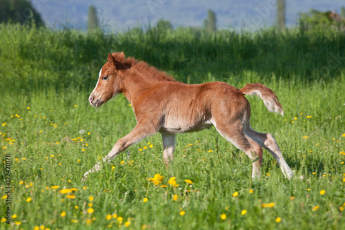 Fototapeta Naklejka Na Ścianę i Meble -  Nice shetland pony foal running