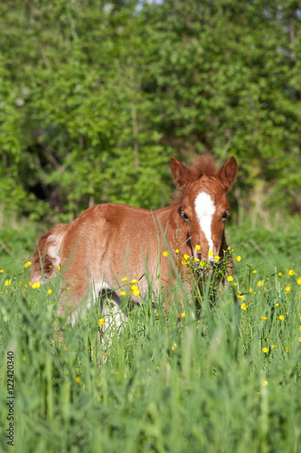 Portrait of nice shetland pony foal