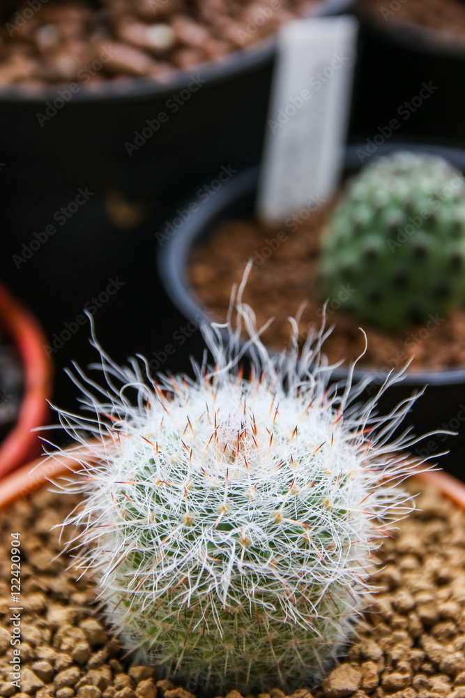 Mammillaria Hahniana