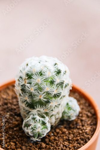 Mammillaria Duwei, Cactus