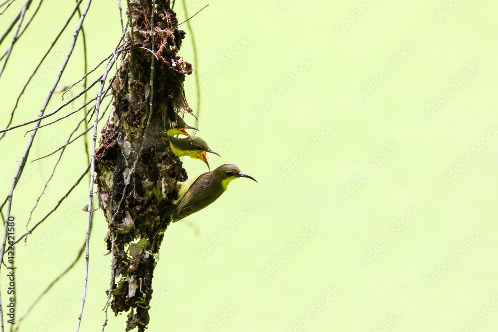 Brown-throated Sunbird (Anthreptes Malacensis) is feeding their baby in the nest.