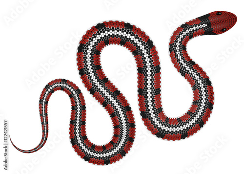Coral snake vector illustration isolated on white background.