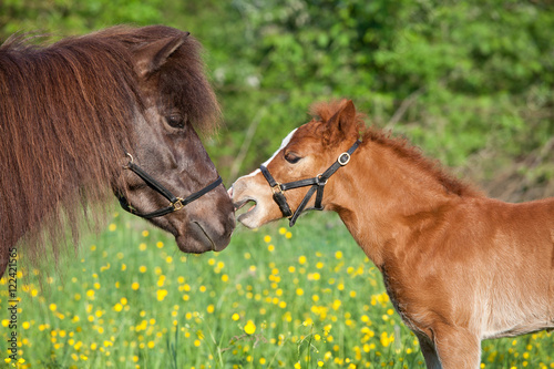 Fototapeta Naklejka Na Ścianę i Meble -  Shetland pony mare with her foal
