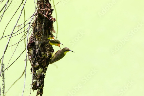 Obraz na płótnie Brown-throated Sunbird (Anthreptes Malacensis) is feeding their baby in the nest. w salonie