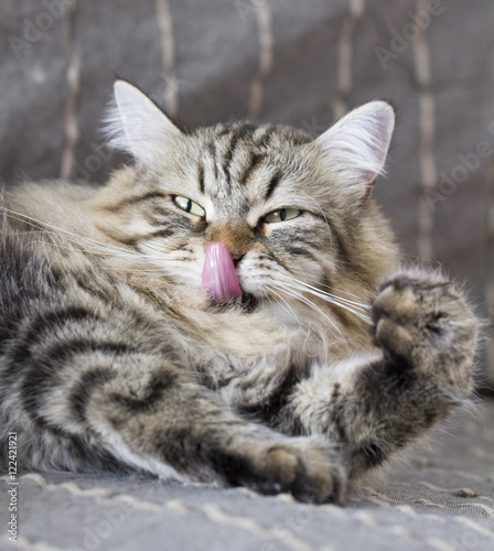 cat licking nose, brown siberian breed