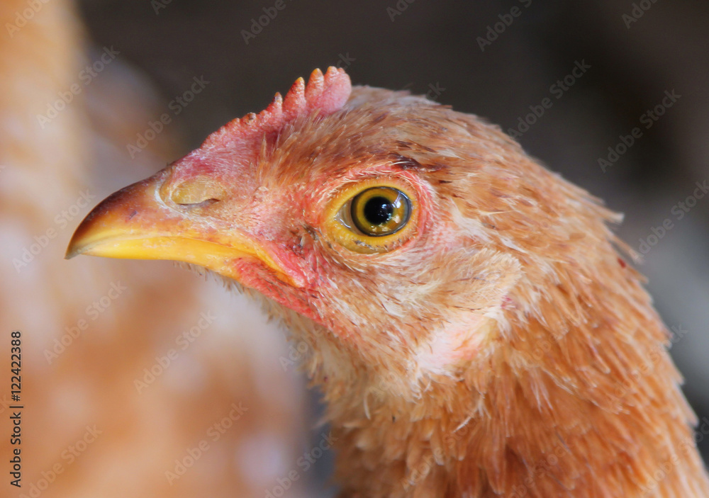 portrait of a young chicken