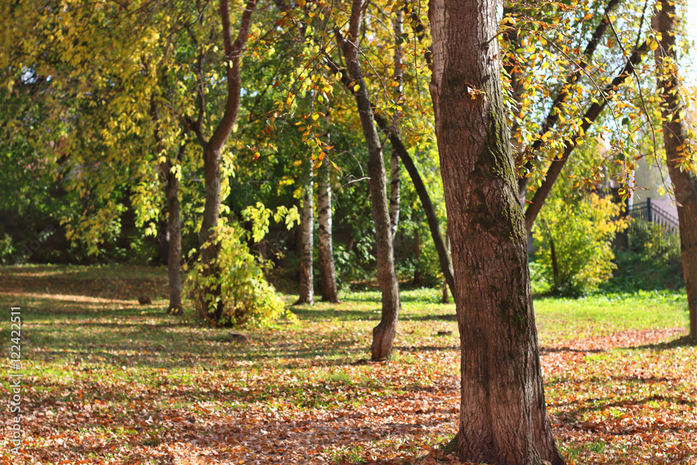 Trunk of tree in park among yellow leaves, green grass and birch Trunk of tree in park among yellow leaves, green grass and birch