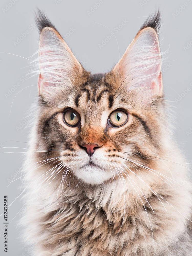 viool zomer kiespijn Portrait of domestic black tabby Maine Coon kitten - 5 months old. Cute  striped kitty looking away. Beautiful young curious cat on grey background.  Photos | Adobe Stock