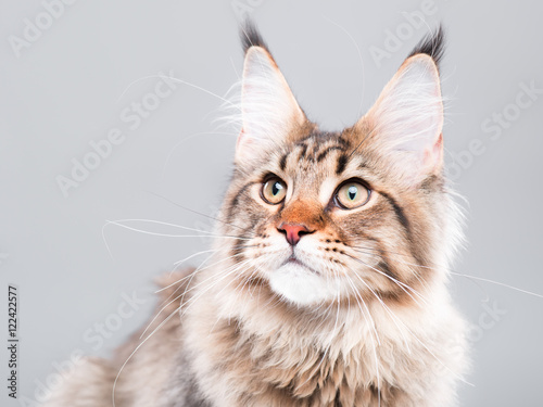 Fototapeta Naklejka Na Ścianę i Meble -  Portrait of domestic black tabby Maine Coon kitten - 5 months old. Cute striped kitty looking away. Beautiful young curious cat on grey background.