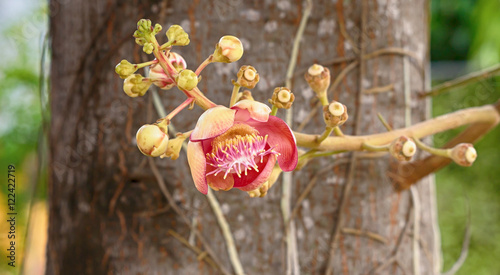 Shorea Robus flowers ,thailand photo