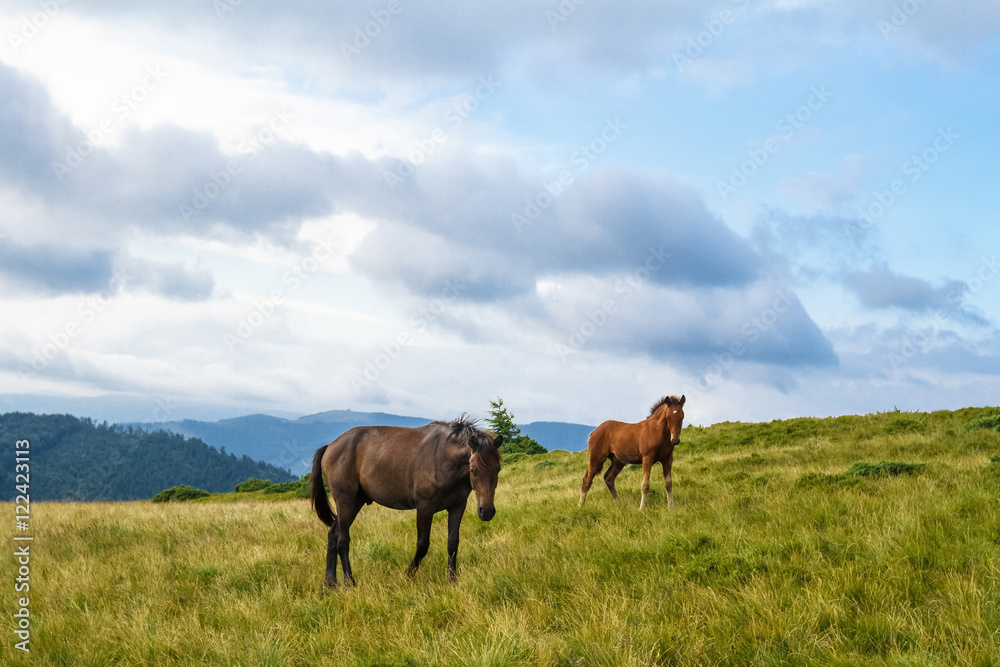 Horses grazing in meadow of Ukrainian Carpathians.
