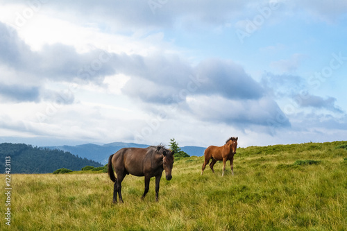 Horses grazing in meadow of Ukrainian Carpathians.