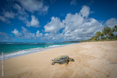 Schildkröte am Traumstrand von Hawaii, Turtle Bay