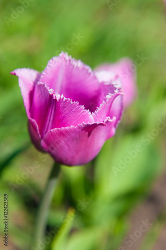 garden Tulip