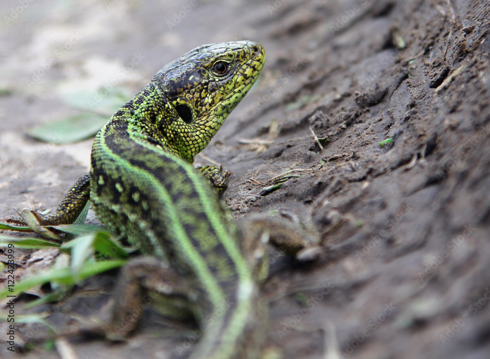 Naklejka premium Male sand lizard (Lacerta agilis) on the ground