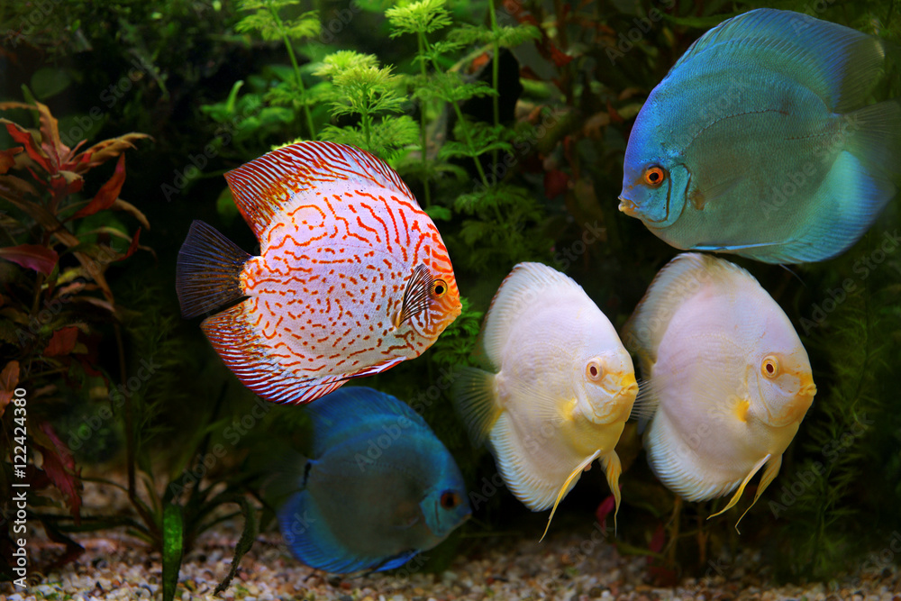 Obraz premium Discus (Symphysodon), multi-colored cichlids in the aquarium, the freshwater fish native to the Amazon River basin