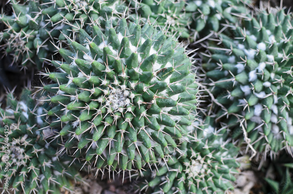 Spiky green Spiky green