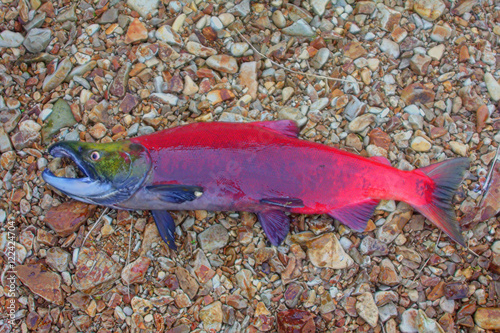 redfish on spawning places. salmon in transparent water