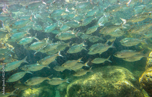School of bait fish at Sharks Cove, a rocky bay side of Pupukea Beach Park, on the North Shore of Oahu in Hawaii. Underwater marine life in Pacific Ocean.