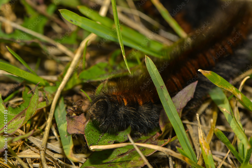 Obraz premium Raupe des Brombeerspinners