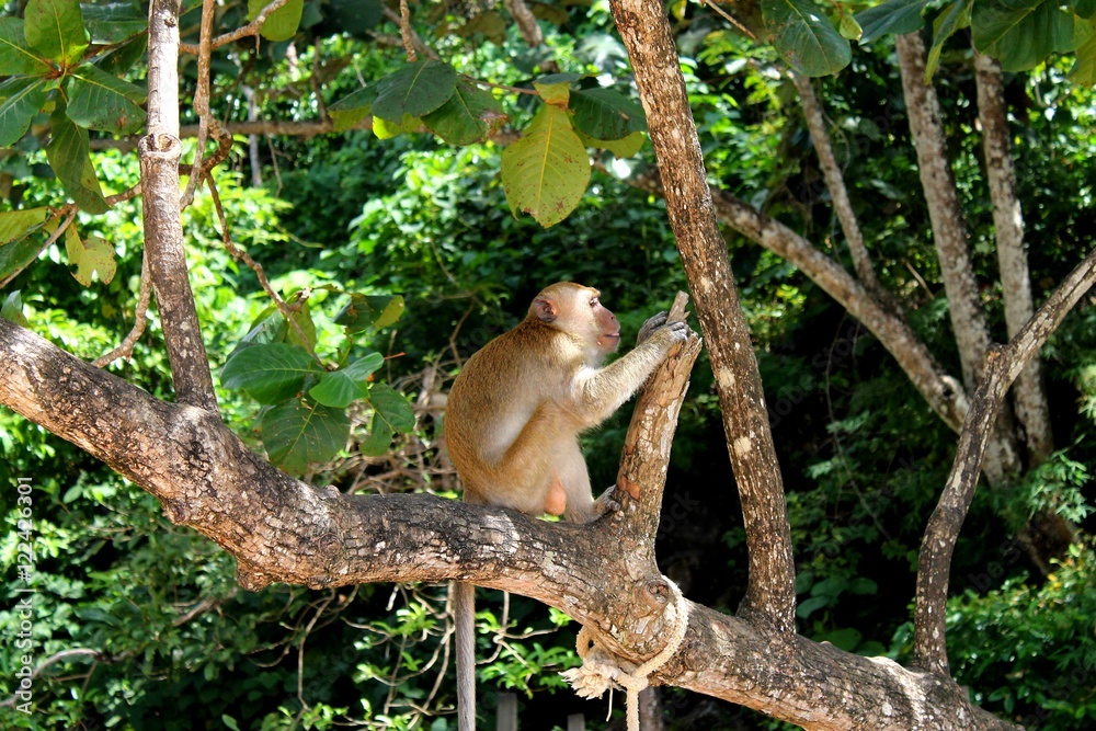 Fototapeta premium monkey in nature