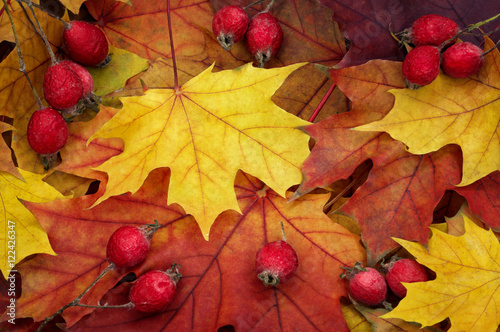 Autumn background of maple leaves and dried fruits of hawthorn