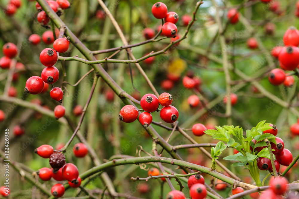 Wild rose red berries, close up