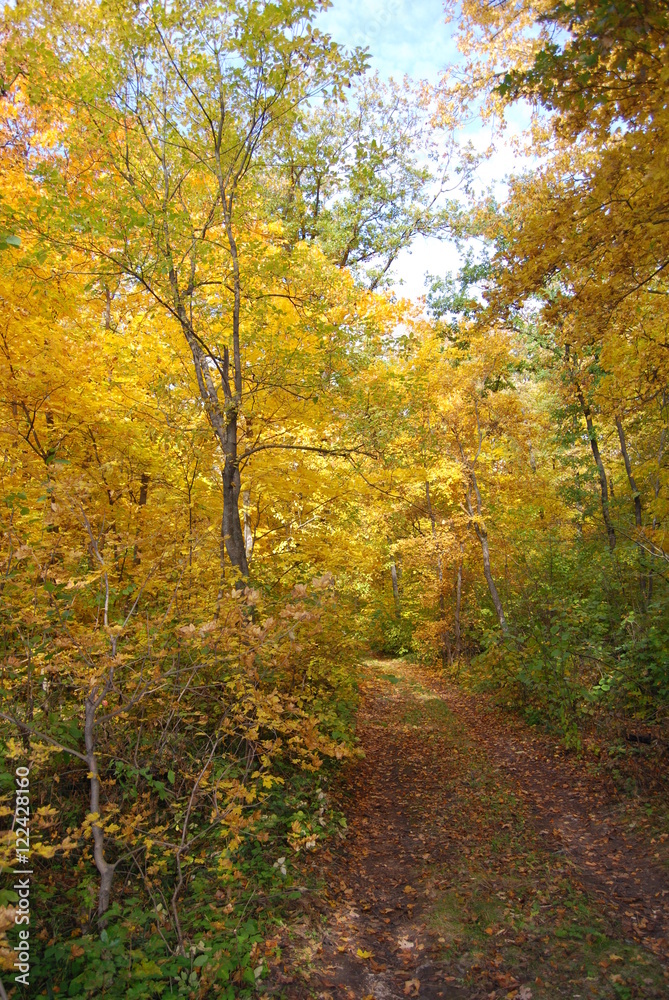 Obraz premium autumn forest